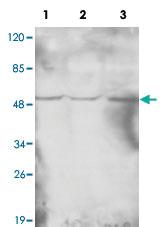 Anti-HAT1 Mouse Monoclonal Antibody