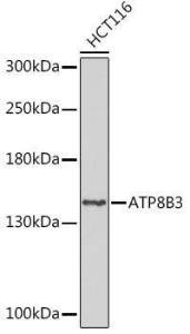 Western blot analysis of extracts of HCT116 cells, using Anti-ATP8B3 Antibody (A309133) at 1:1,000 dilution