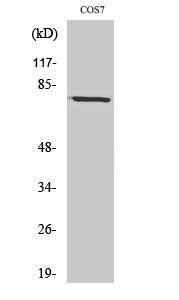 Western blot analysis of various cells using Anti-BMX Antibody