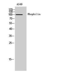 Western blot analysis of A549 cells using Anti-RHPN1 Antibody