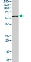 Anti-PVR Rabbit Polyclonal Antibody