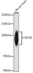 Western blot analysis of extracts of Mouse brain, using Anti-FLJ20530 Antibody (A309134) at 1:1,000 dilution