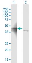 Anti-ALDOA Mouse Polyclonal Antibody