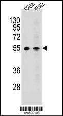 Anti-MCHR1 Rabbit Polyclonal Antibody (APC (Allophycocyanin))