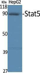 Western blot analysis of various cells using Anti-STAT5A Antibody