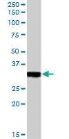 Anti-CLIC4 Goat Polyclonal Antibody