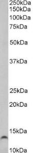 Anti-TFF3 antibody