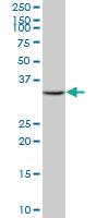 Anti-MPST Mouse Polyclonal Antibody