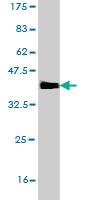 Anti-HMGXB4 Mouse Monoclonal Antibody [clone: 3C12]