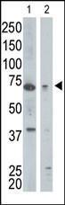 Anti-GGA1 Rabbit Polyclonal Antibody (PE (Phycoerythrin))