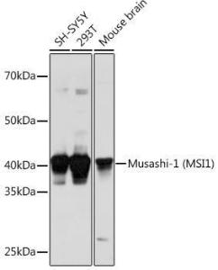 Western blot analysis of extracts of various cell lines, using Anti-Musashi 1 / Msi1 Antibody (A9061) at 1:1,000 dilution. The secondary antibody was Goat Anti-Rabbit IgG H&L Antibody (HRP) at 1:10,000 dilution.