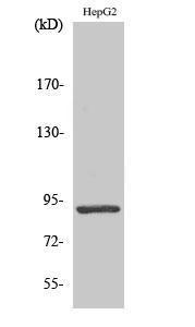 Western blot analysis of COLO205 cells using Anti-STAT5A Antibody