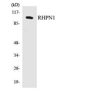 Western blot analysis of the lysates from HepG2 cells using Anti-RHPN1 Antibody