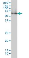 Anti-NRBP1 Mouse Monoclonal Antibody [clone: 2B4]