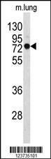 Anti-EEFSEC Rabbit Polyclonal Antibody (Biotin)