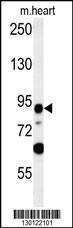 Anti-LRRC36 Rabbit Polyclonal Antibody (PE (Phycoerythrin))