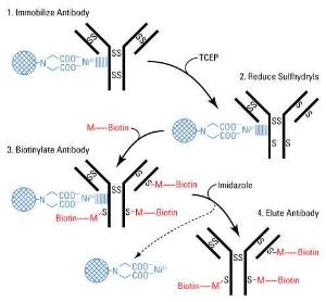 Solid phase biotinylation kits, EZ-Link™, Pierce™