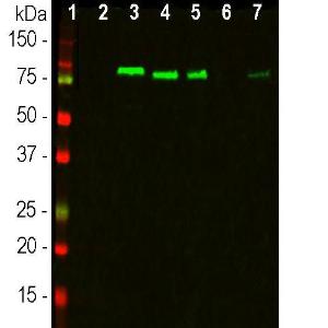 Western blot analysis of different cell lysates using Anti-MARCKS Antibody [5F9] (A270556), in green The lanes contain samples of