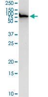 Anti-EZR Rabbit Polyclonal Antibody