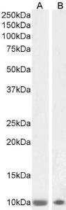 Antibody A85168-100 100 µg