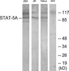 Antibody anti-STAT5A 100 µg