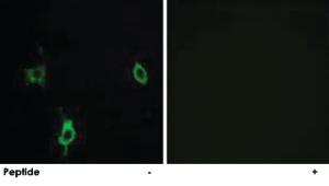 Anti-LAMC3 Rabbit Polyclonal Antibody