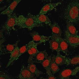 Immunofluorescent analysis of SKBR-3 cells stained with Anti-B7H4 Antibody [B7H4/2652R] followed by Goat Anti-Mouse IgG (CF and #174; 488) (Green). Nuclear counterstain is RedDot