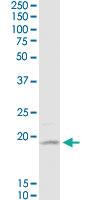 Anti-NSG1 Mouse Monoclonal Antibody [clone: 1C3]