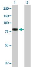 Anti-EZR Rabbit Polyclonal Antibody