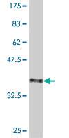 Anti-PDHX Mouse Polyclonal Antibody