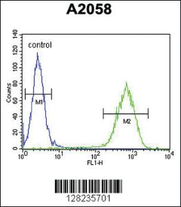 Anti-ERMARD Rabbit Polyclonal Antibody