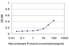 Anti-NRBP1 Mouse Monoclonal Antibody [clone: 2B4]