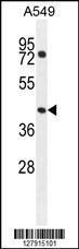 Anti-GTPBP8 Rabbit Polyclonal Antibody (AP (Alkaline Phosphatase))