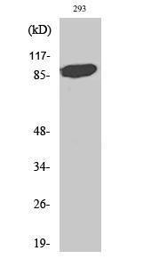 Antibody anti-STAT5A 100 µg