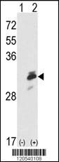 Anti-ERP29 Rabbit Polyclonal Antibody