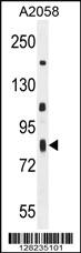 Anti-ERMARD Rabbit Polyclonal Antibody