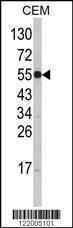 Anti-Solute Carrier Family 10 Rabbit Polyclonal Antibody (AP (Alkaline Phosphatase))