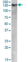 Anti-DNMT1 Goat Polyclonal Antibody