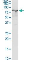 Anti-EZR Rabbit Polyclonal Antibody