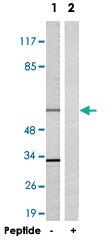 Anti-TRAF3IP3 Rabbit Polyclonal Antibody