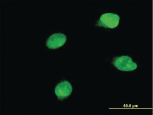 Anti-BRD8 Mouse Monoclonal Antibody [clone: 3G8]