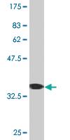 Anti-YBX1 Mouse Monoclonal Antibody [clone: 4C7]