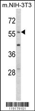 Anti-EGR1 Rabbit Polyclonal Antibody