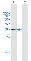 Anti-CRISPLD2 Mouse Polyclonal Antibody