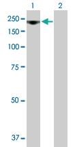 Anti-RRP12 Mouse Polyclonal Antibody