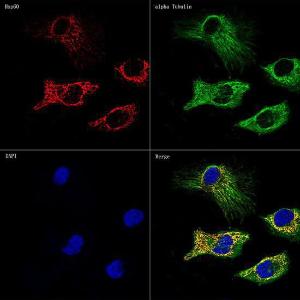 Confocal imaging of HeLa cells using Anti-HSP60 Antibody [ARC0260] (A309137), at a dilution of 1:100, (red). The cells were counterstained with Anti-alpha Tubulin Antibody, at a dilution of 1:100, (green). DAPI was used for nuclear staining (Blue). Objective: 60x.