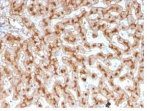 Immunohistochemical analysis of formalin-fixed, paraffin-embedded human liver tissue using Anti-Apolipoprotein E Antibody [APOE/3671]