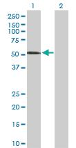 Anti-NECTIN1 Rabbit Polyclonal Antibody