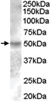 Anti-ESRRG Goat Polyclonal Antibody