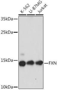 Western blot analysis of extracts of various cell lines, using Anti-Frataxin Antibody (A93224) at 1:1000 dilution